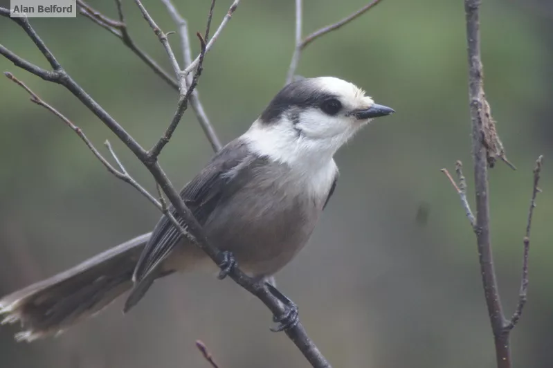 A few Gray Jays came in to check out the chatter of Black-capped Chickadees and other species.