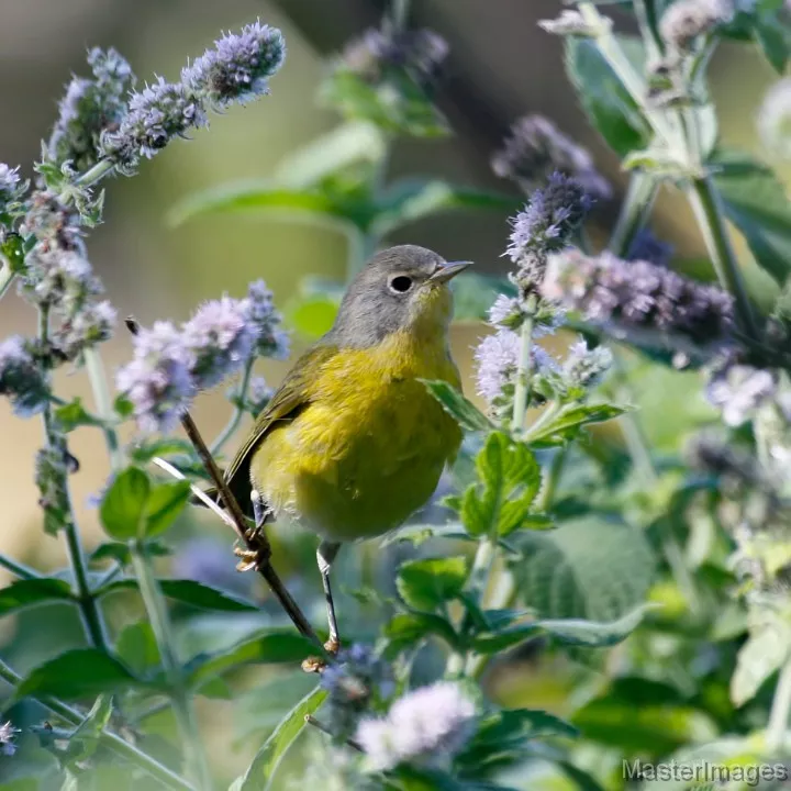 I found a few Nashville Warblers throughout the day. Photo courtesy of www.masterimages.org.