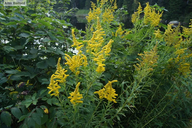 A variety of goldenrod species, including Canada goldenrod, have been blooming across the region.