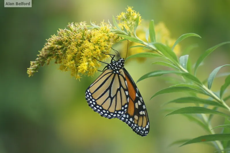 There have been good numbers of monarchs around this summer and fall.