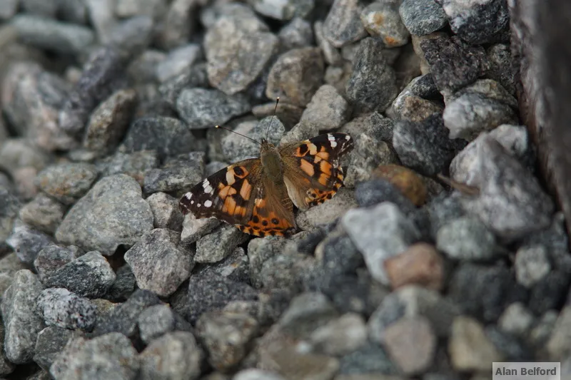 A painted lady can add color to anything - even to gravel on a railroad bed.
