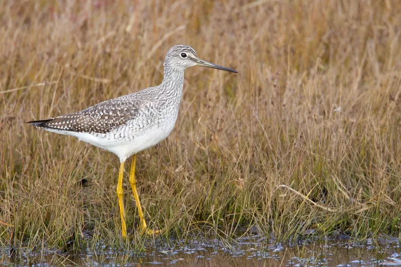 It was nice to find two Greater Yellowlegs at the put-in. Photo courtesy of www.masterimagees.org.