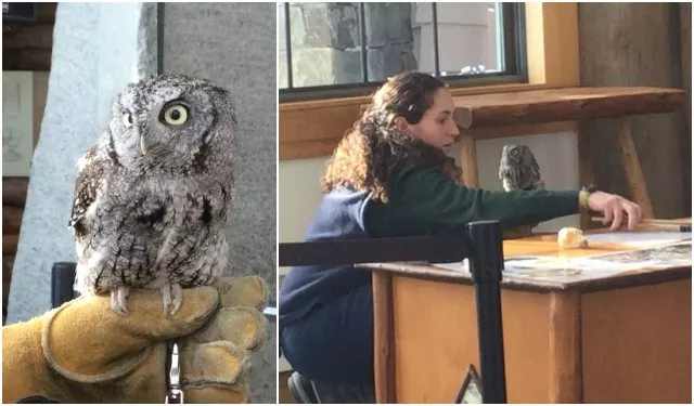 Luna the owl cannot make it in the wild, so she is now part of a teaching team at The Wild Center.