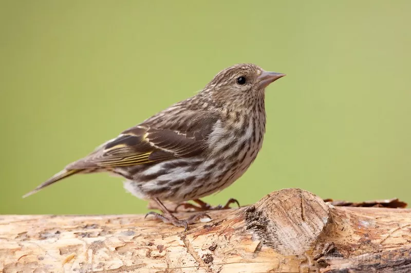 Pine Siskins have been everywhere this winter. Image courtesy of www.masterimages.org.