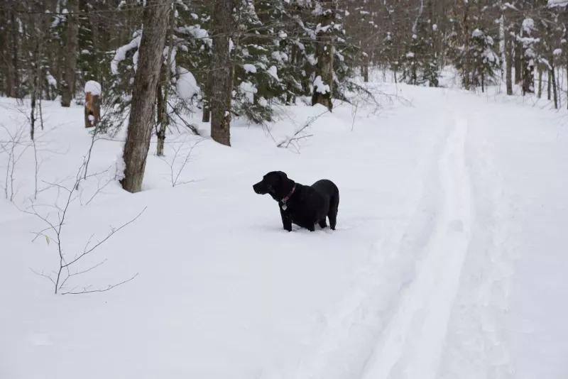 Wren wades off trail into the snow - often her technique for scooping up and eating snow!
