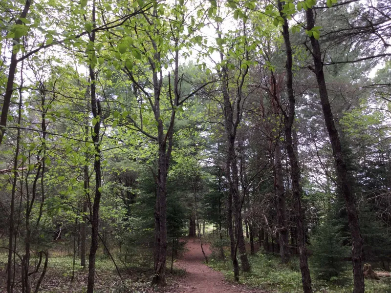 The many shades of new green are a bonus for spring hikers.