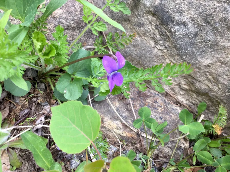 The I love the heart-shaped leaves of wIld purple violets.