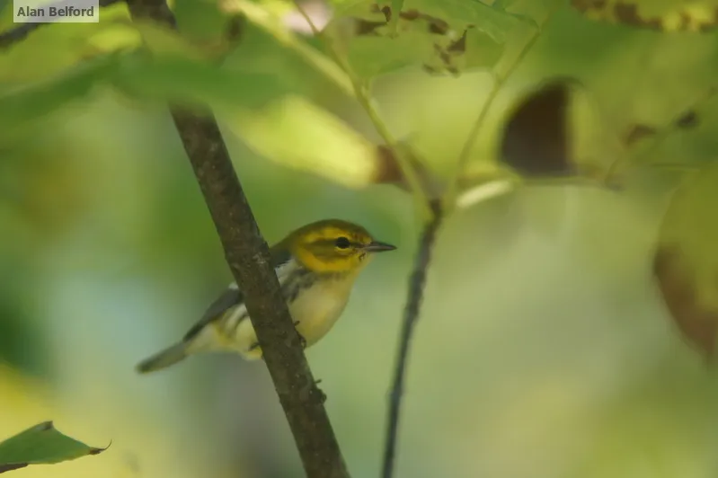 Late summer and early fall paddles will still feature birds like this Black-throated Green Warbler.