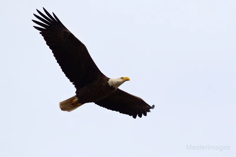 A Bald Eagle flew overhead as we readied to go. Image courtesy of www.masterimages.org.