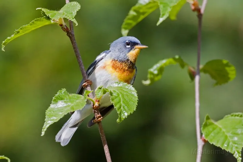 A Northern Parula sang from the eastern hemlocks as we worked our way along the shoreline. Image courtesy of www.masterimages.org.