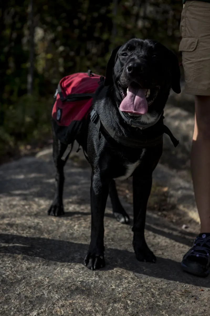 Dogs are welcome on your hike, but Mt. Arab requires them to be on a leash.