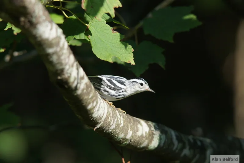 We found a few Black-and-white Warblers while we walked.