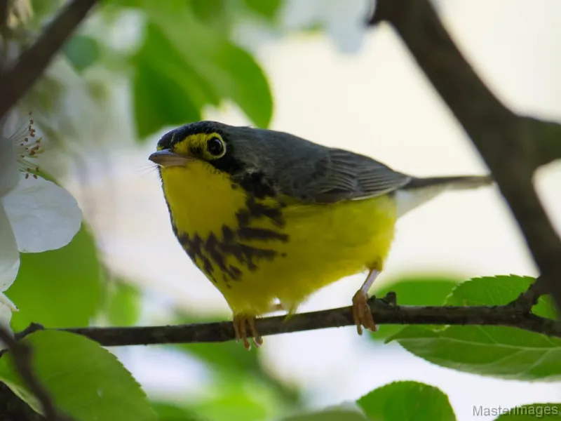 We began our walk with a Canada Warbler. Image courtesy of www.masterimages.org.