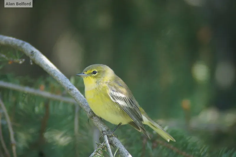 Aptly named, we found Pine Warblers in the white pines which lined the route.