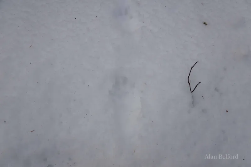 I was excited to find fisher tracks during one of our recent skis.