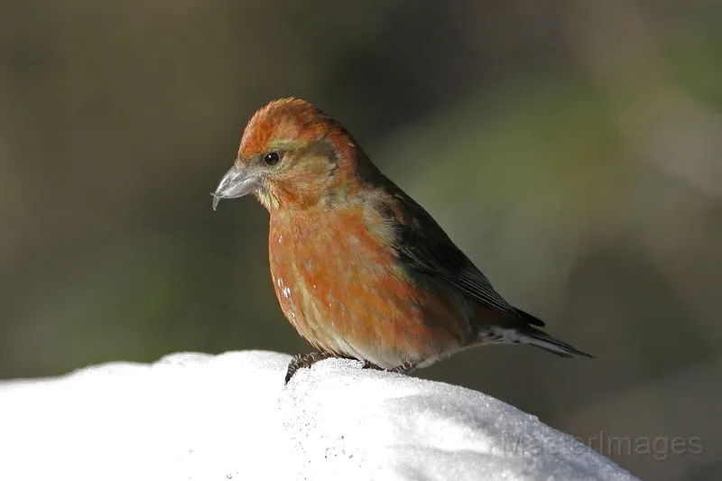 While I'm not actually birding while I ski, I often find species of interest anyway - like Red Crossbills. Image courtesy of www.masterimages.org.