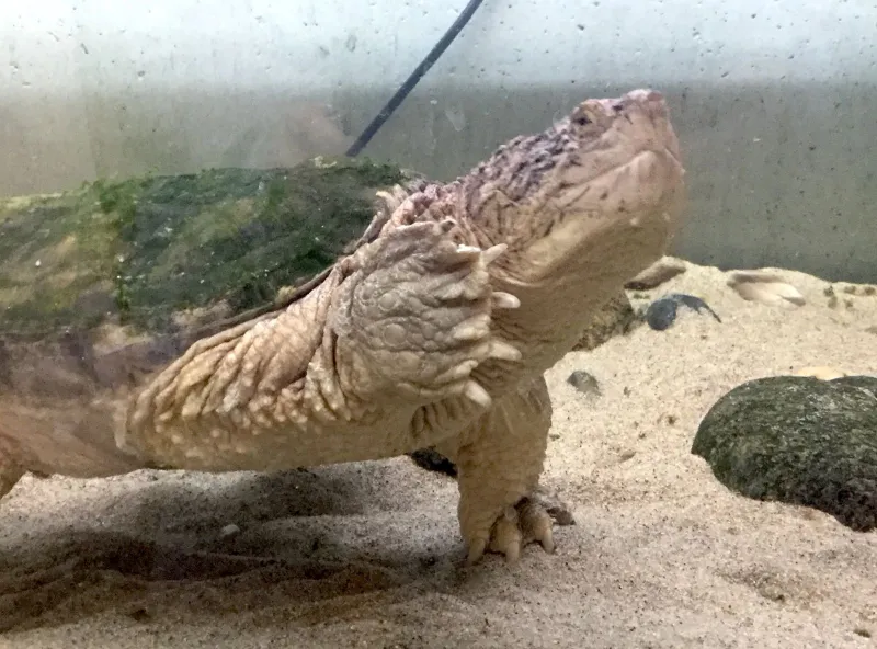 This is Gus, a very good-natured snapping turtle.