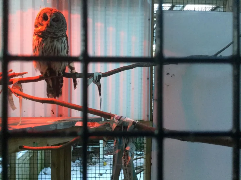 When it gets too cold for the heat lamp to keep this owl warm, they will come inside.