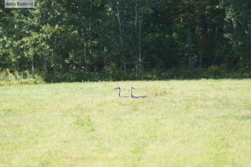 Sandhill Cranes have nested in Tupper Lake Marsh the past few years, and can sometimes be spotted along Stetson Road as this pair was.