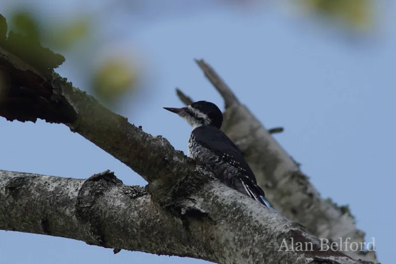 Black-backed Woodpeckers are also found in the boreal habitats around Spring Pond Bog.