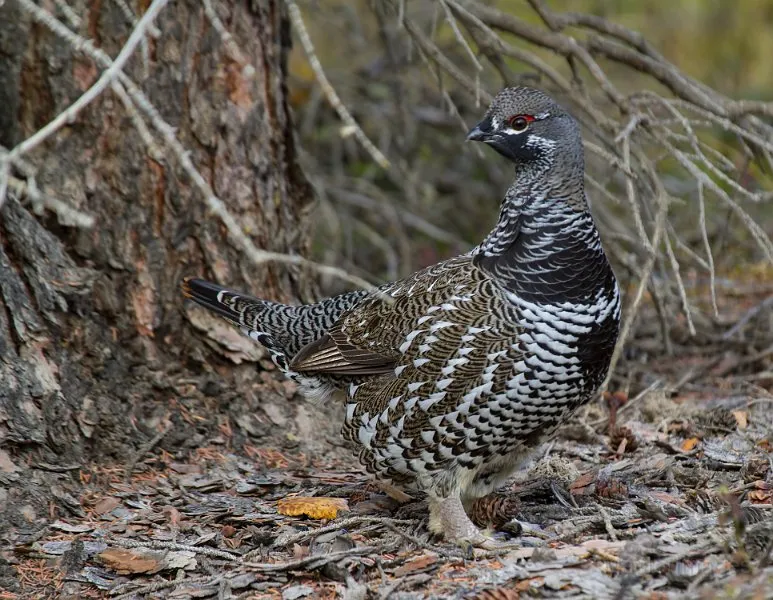 Spruce Grouse are one of the most sought-after species in the Adirondacks and they can be found at Spring Pond Bog. Image courtesy of www.masterimages.org.