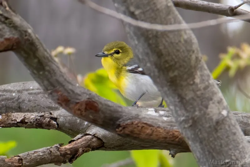 I found a Yellow-throated Vireo toward the northwest end of the road. Image courtesy of MasterImages.org.