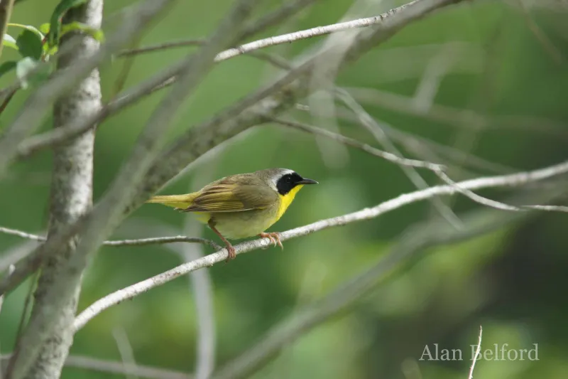 Common Yellowthroats sang from the habitat surrounding the oxbow.