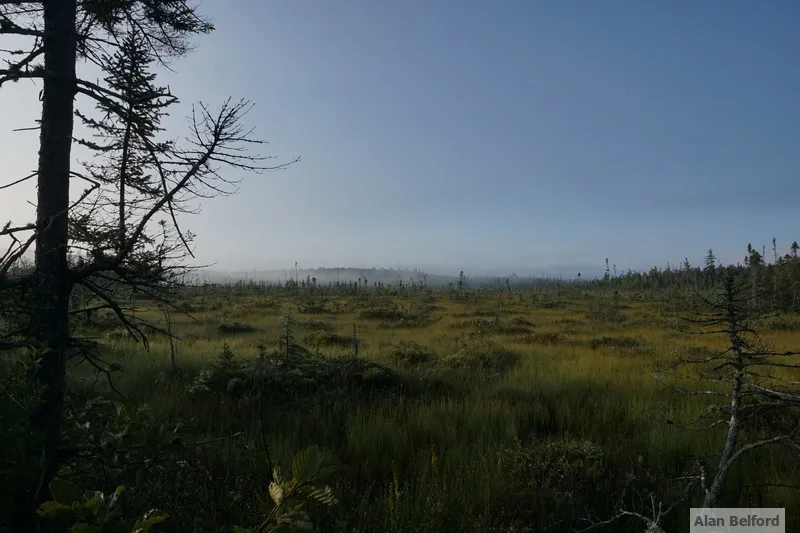 The bog can be stunning in the morning light!