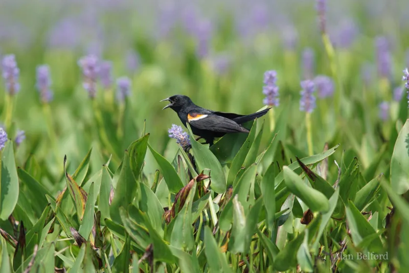 There are always plenty of Red-winged Blackbirds singing and calling from Tupper Lake Marsh during the summer.