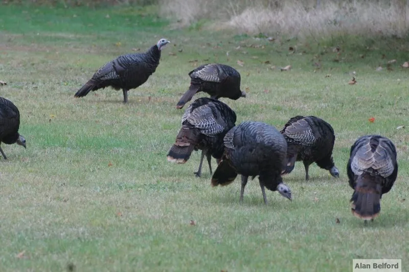 Foraging Wild Turkeys are a common sight throughout the region.