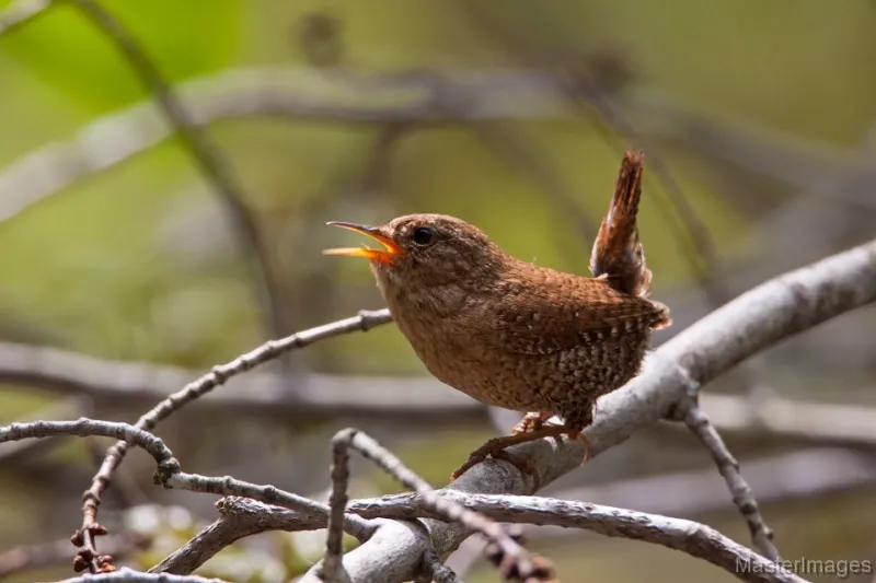 I love listening to the long, complex song of Winter Wrens! Image courtesy of www.masterimages.org.