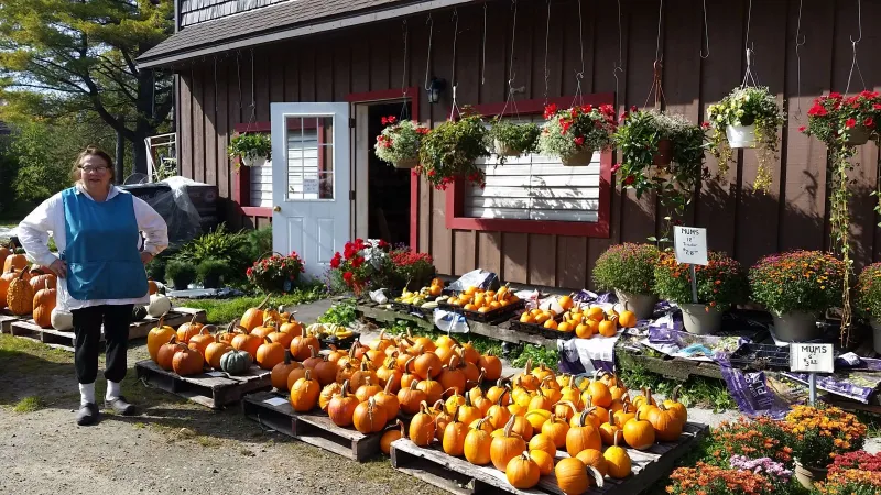 Usher's Farm - pumpkins and mums are ready!
