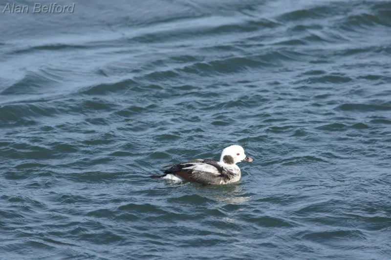 Uncommon species like Long-tailed Ducks can also be found during fall migration.