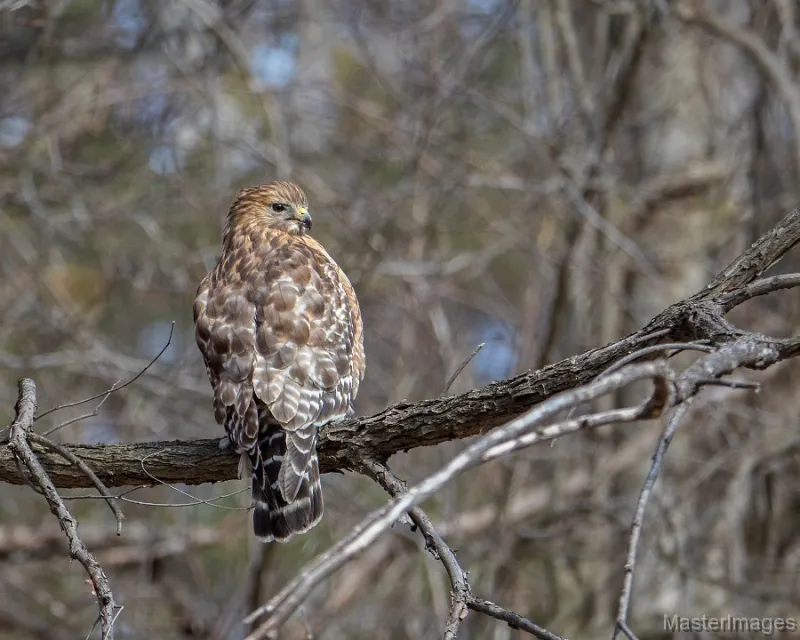 A variety of raptors can be found migrating during the fall, including Red-shouldered Hawks. Image courtesy of MasterImages.org.