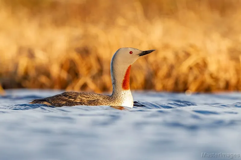 Red-throated Loons, shown here in breeding plumage, can be spotted during fall migration as well. Image courtesy of MasterImages.org.