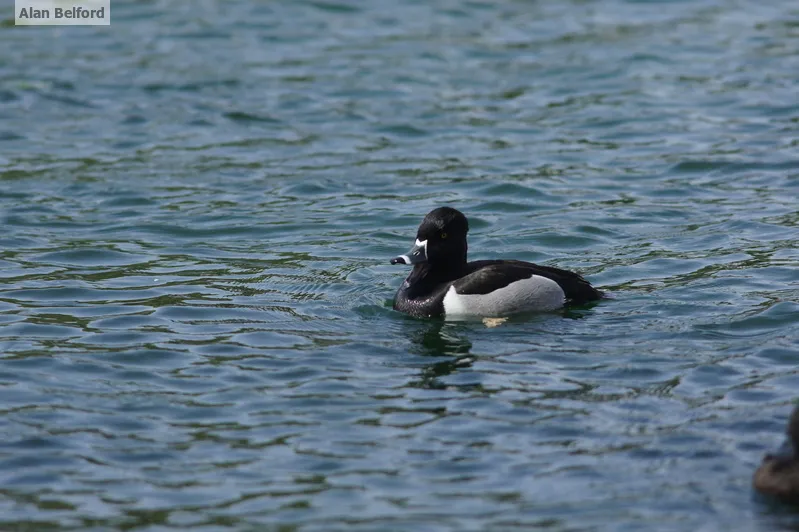 Ring-necked Ducks can be found on waterways throughout the region; some have already been spotted at Tupper Lake Marsh.