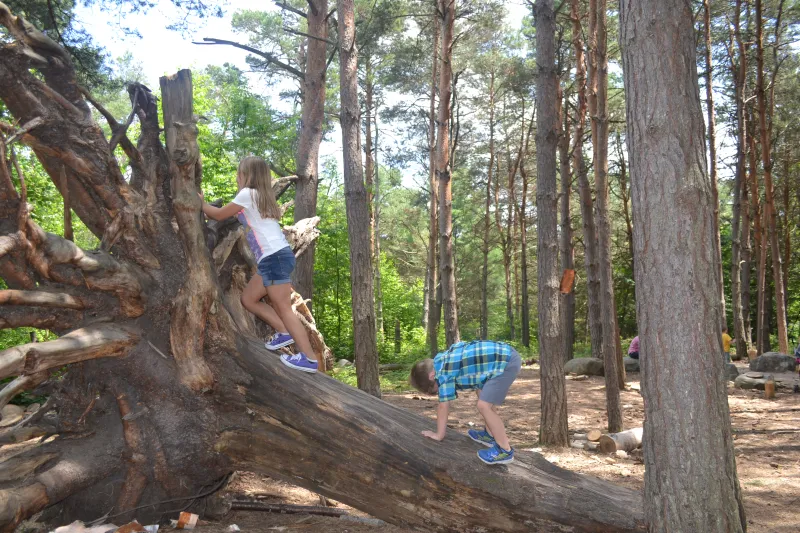 Kids playing  on a downed tree at The Pines Playground