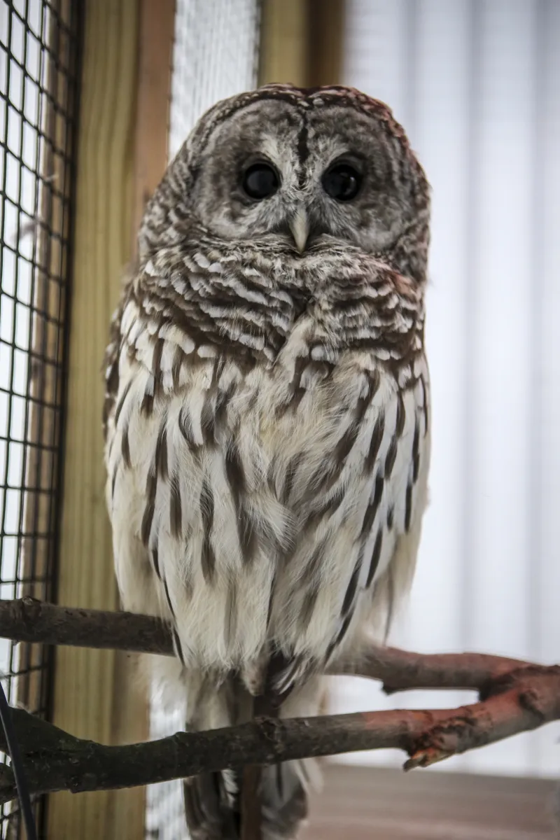 A close-up of an owl. Live animal encounters will happen throughout the day.