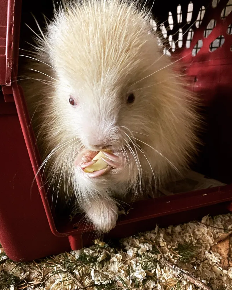 A close-up of an albino porcupine eating. Image courtesy Leah Valerio.