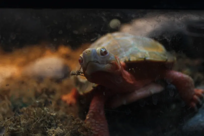 Close-up view of Binky, an albino wood turtle in an enclosure.