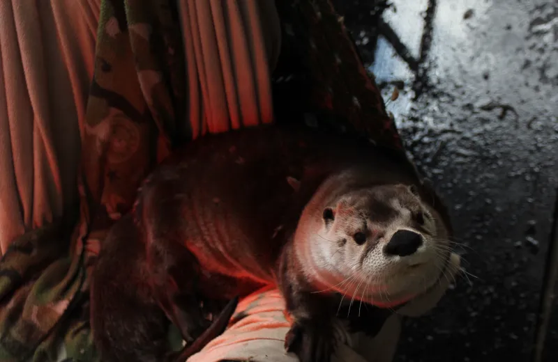 A closeup of Louie the otter reclining under a heat lamp in an enclosure at The Wild Center.