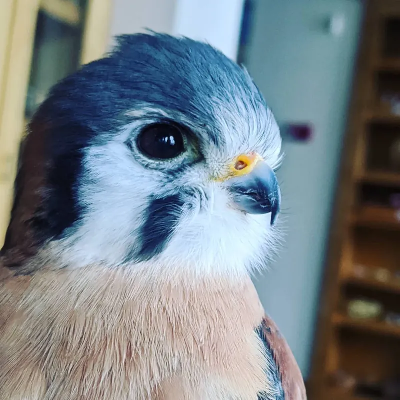 Close-up of the head of a male American Kestrel at The Wild Center. Image courtesy Leah Valerio.