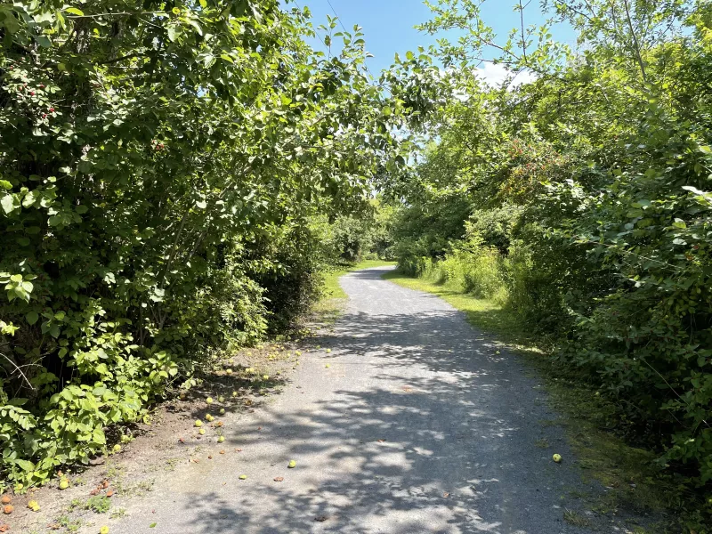 Trees and bushes almost make a tunnel over a wide, flat path on a sunny summer day.