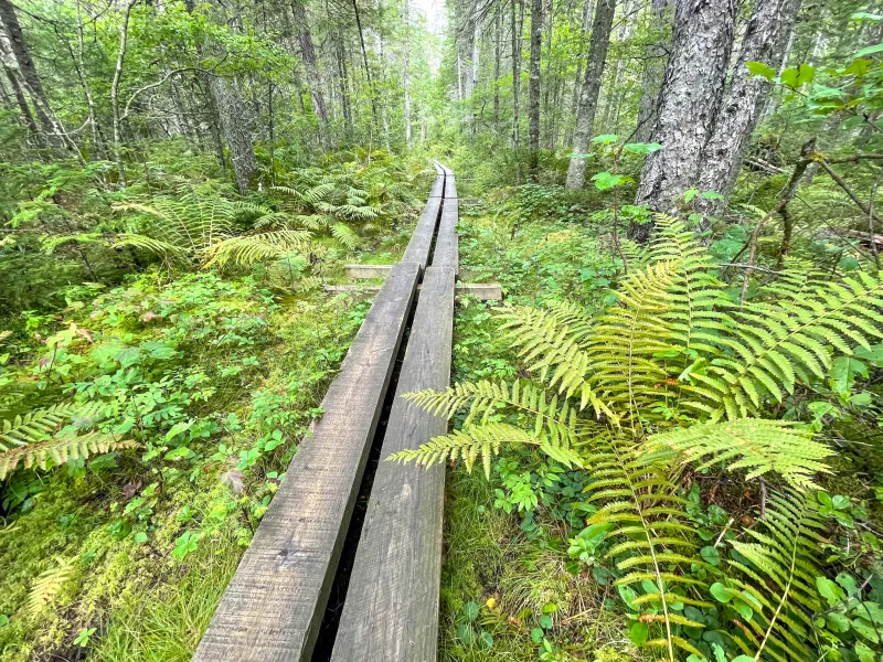A wooden boardwalk through a green fern swamp.