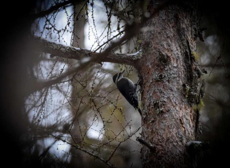 An inky black woodpecker with a white strip around its head and a yellow crown.