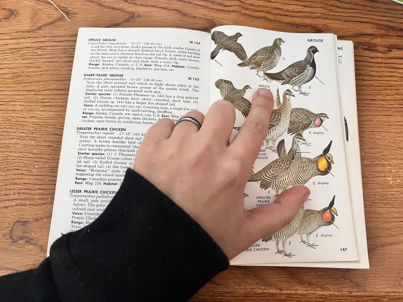 A hand points to a Spruce Grouse in a bird ID book.