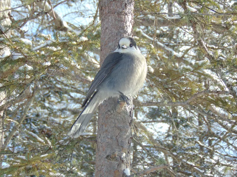 A fluffy grey bird sitting in a pine tree in winter.