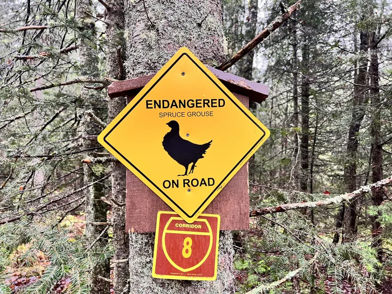 A bright yellow "endangered spruce grouse" sign along a road.