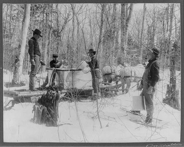 A vintage black and white photo of men collecting sap in a forest.