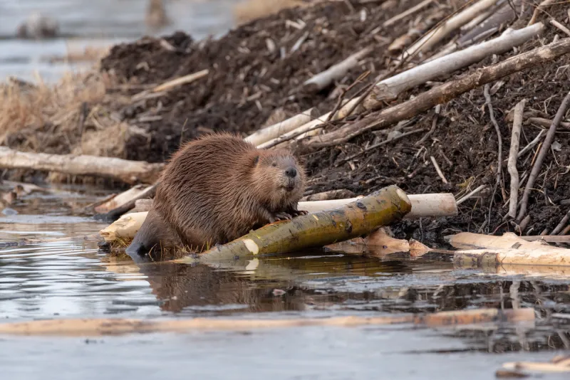A beaver constructing its home